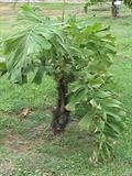 Coyure palm, Aculeata palm, Spine palm, Cohune palm, Corozo, Coyur palm 
